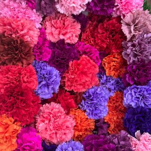 CLAVELES GRANDES DE ROSA A ROJO